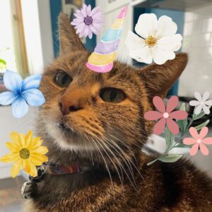 Eli the caticorn, showing his skills as a keystone species.